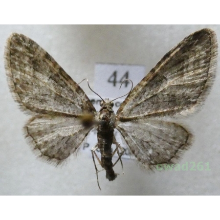 Eupithecia abbreviata Stephens, 1831 Czech44